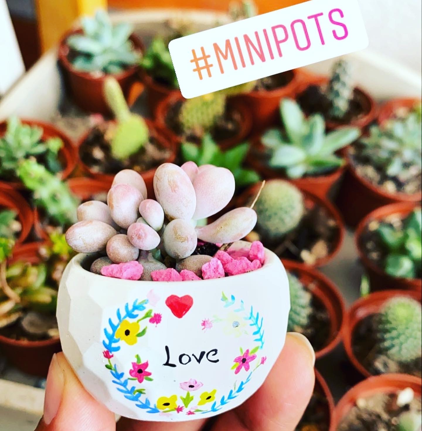Minipot love