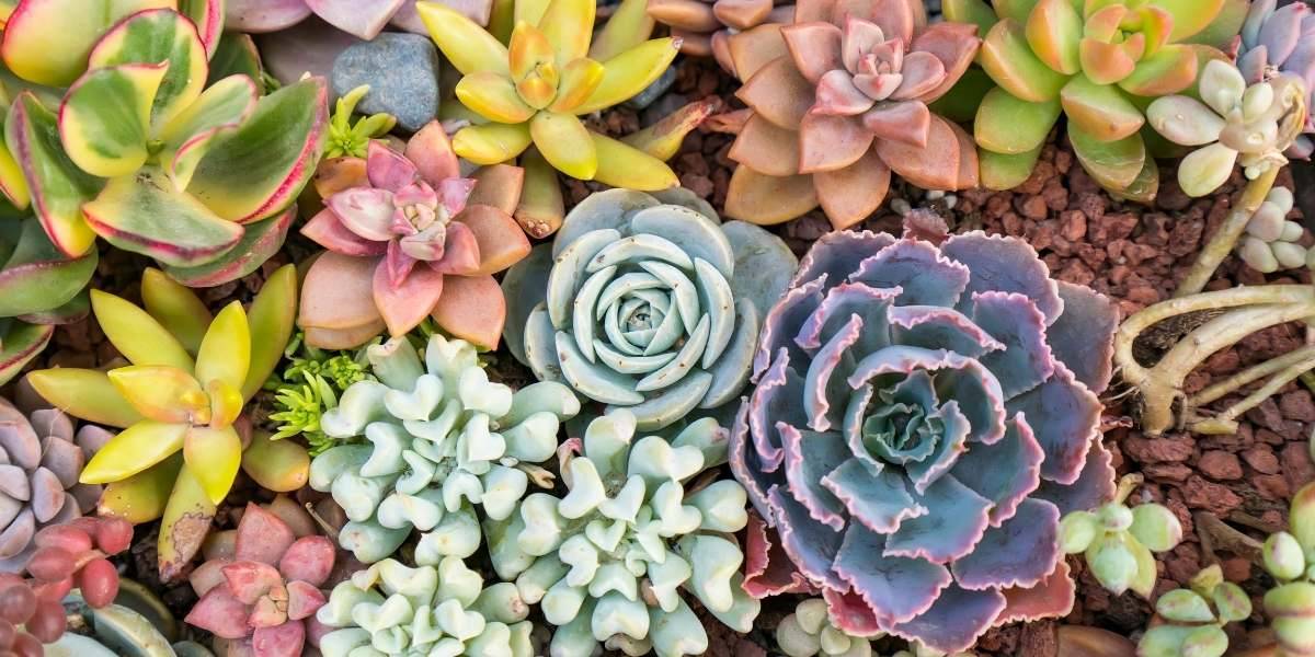 nuestra tierra, cactus, suculentas, regalos, Quito